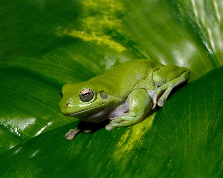 Whites Tree Frog - Juvenile